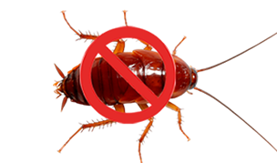 Cucaracha